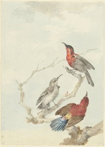 Tres pájaros de sol carmesí de Aert Schouman