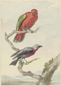 Dos pájaros, entre ellos un loro rojo-verde de Aert Schouman