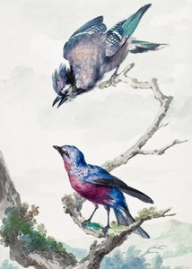 Dos aves: un arrendajo azul y una cotinga de pecho morado