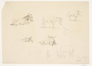 Hoja de estudio con animales