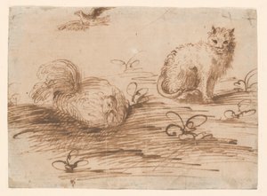 Un gato y una gallina ponedora