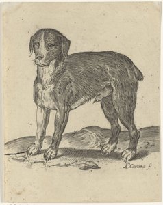 Perro de pie de Agostino Carracci