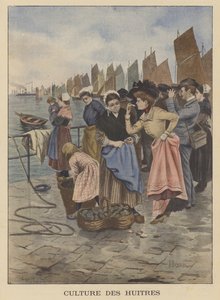 Cosecha de ostras en Cancale, Bretaña