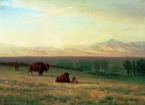 Búfalos en las Llanuras de Albert Bierstadt