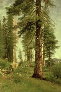Secuoyas de California de Albert Bierstadt