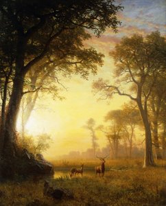 Luz en el bosque