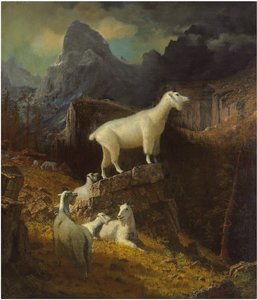 Cabras de las Montañas Rocosas, c.1885