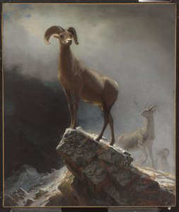 Oveja de las Montañas Rocosas o Carnero Grande, Ovis, Montana, c.1884