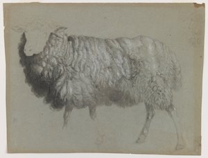 Estudio de una oveja, c.1855 de Albert Bierstadt