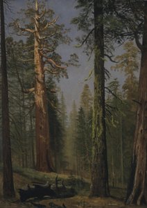 La Sequoia Gigante Grizzly, Mariposa Grove, California de Albert Bierstadt
