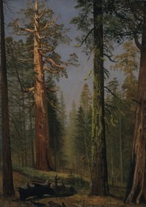 La Sequoia Gigante Grizzly, Mariposa Grove, California de Albert Bierstadt