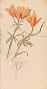 Orange Lilien
