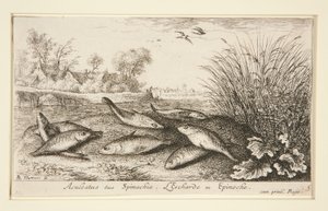 Aculeatus o espinaquia. L de Albert Flamen