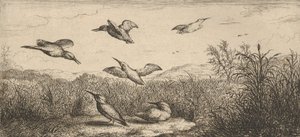 Alcedo, Martín pescador El Martín pescador: Libro de Aves, 1655-1660 de Albert Flamen