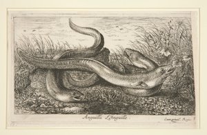 Anguila. L de Albert Flamen