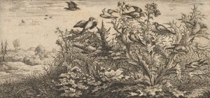 Carduelis, Chardonnet El jilguero: Libro de aves de Albert Flamen