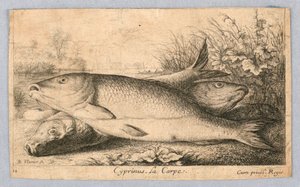 Carpa de Albert Flamen