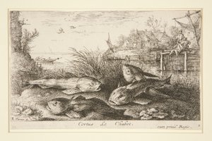 Cortus, Le Chabot de Albert Flamen