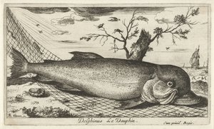 Delfín en una red de pesca Delphinus Le Dauphin. (título en el objeto) Peces y otras criaturas marinas: tercera serie de agua salada (título de la serie) Poissons de mer (título de la serie) de Albert Flamen