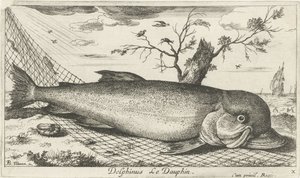 Delfín en una red de pesca Delphinus Le Dauphin. (título en el objeto) Peces y otras criaturas marinas: tercera serie de agua salada (título de la serie) Poissons de mer (título de la serie) de Albert Flamen