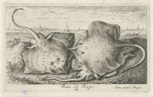 Tres rayos en la playa raja. La Raya. (título en el objeto) Peces y otras criaturas marinas: segunda serie de agua salada (título de la serie) Poissons de mer (título de la serie) de Albert Flamen
