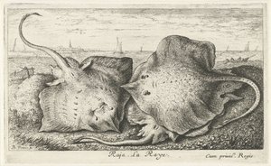 Tres rayos en la playa raja. La Raya. (título en el objeto) Peces y otras criaturas marinas: segunda serie de agua salada (título de la serie) Poissons de mer (título de la serie) de Albert Flamen