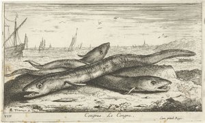 Tres anguilas marinas en la playa Congreso Le Congreso. (título en el objeto) Peces y otras criaturas marinas: primera serie de agua salada (título de la serie) Diverse Especes de Poissons de mer (título de serie) de Albert Flamen