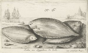 Tres soles en la playa Soleá siue lingulaca. La Solle. (título en el objeto) Peces y otras criaturas marinas: tercera serie de agua salada (título de la serie) Poissons de mer (título de la serie) de Albert Flamen