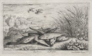 Peces de agua dulce, Parte II: Epelanus, L