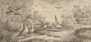 Garrulus, Gey El arrendajo: Libro de aves de Albert Flamen