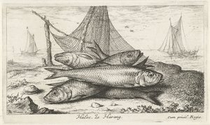 Arenque en una red de pesca Halec, Le Harang. (título en el objeto) Peces y otras criaturas marinas: segunda serie de agua salada (título de la serie) Poissons de mer (título de la serie)