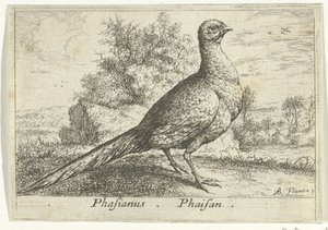 Landschap conoció a fazant Faisán Faisán. (título en el objeto) Trece pájaros (título de la serie) Diferentes especies de aves (título de la serie) de Albert Flamen