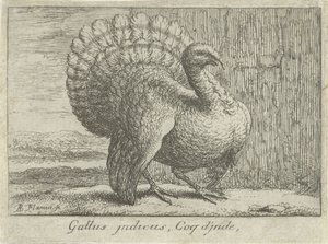Paisaje con kalkoen Gallus indicus, Coq d