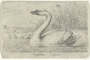 paisaje con cisne Cygnus. Cygne. (título en el objeto) Trece especies de aves (título de la serie) Diuersae Auium Specie (título de la serie) de Albert Flamen