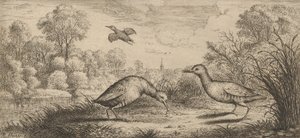 Ortygometra, Ralle El Rail: Libro de Aves, 1655-1660