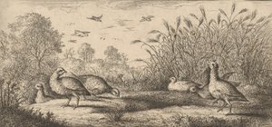 Perdix rubra, Perdix rouge La perdiz de patas rojas: Libro de aves..., 1655-1660 de Albert Flamen