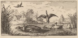 Querpedula, el cerceta de Albert Flamen