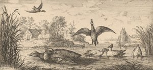 Querquedula, Cercelle El Cerceta: Libro de Aves, 1655-1660 de Albert Flamen
