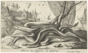 Lamprea de río en una orilla
Muraena siue Lampetra. La Lamproye. (título en el objeto)
Peces y otros animales marinos - agua dulce segunda serie (título de la serie)
Seconde partie de Poissons d