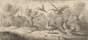 Rusticula, Beccasse El Zorzal: Libro de Aves de Albert Flamen