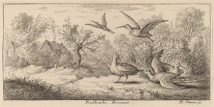 Rusticula, la becada de Albert Flamen