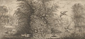 Rusticula minor, Beccassine La Agachadiza: Libro de Aves