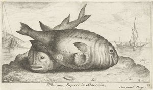 Dos marsopas en la playa Phoca Na, Espèce de Marsoüin, (título sobre objeto) Peces y otras criaturas marinas: tercera serie de agua salada (título de la serie) Poissons de mer (título de la serie) de Albert Flamen