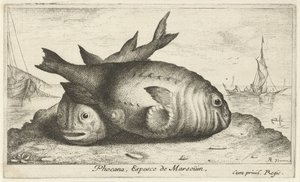 Dos marsopas en la playa Phoca Na, Espèce de Marsoüin, (título sobre objeto) Peces y otras criaturas marinas: tercera serie de agua salada (título de la serie) Poissons de mer (título de la serie) de Albert Flamen