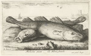 Dos bacalaos en la playa molucius piscis. Le Morue Fraiche. (título en el objeto) Peces y otras criaturas marinas: segunda serie de agua salada (título de la serie) Poissons de mer (título de la serie) de Albert Flamen