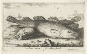Dos bacalaos en la playa molucius piscis. Le Morue Fraiche. (título en el objeto) Peces y otras criaturas marinas: segunda serie de agua salada (título de la serie) Poissons de mer (título de la serie) de Albert Flamen