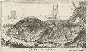 Dos dabs en la playa limanda. La Limanda. (título en el objeto) Peces y otras criaturas marinas: tercera serie de agua salada (título de la serie) Poissons de mer (título de la serie) de Albert Flamen
