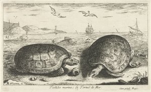 Dos tortugas en la playa Testudo marina; La Tortuë de Mer (título sobre objeto) Peces y otras criaturas marinas: segunda serie de agua salada (título de la serie) Poissons de mer (título de la serie) de Albert Flamen