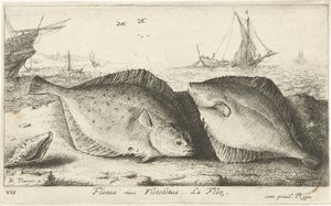 Dos sollas en la playa Flesus siue Fleteletus. La flez. (título en el objeto) Peces y otras criaturas marinas: primera serie de agua salada (título de la serie) Diverse Especes de Poissons de mer (título de serie) de Albert Flamen