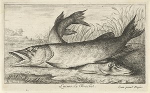 Dos picas en la orilla de un río Lucio. Le Brochet. (título en el objeto) Peces y otras criaturas marinas: primera serie de agua dulce (título de la serie) Diverse Especes de Poissons d